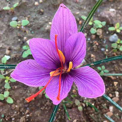 Colchicum