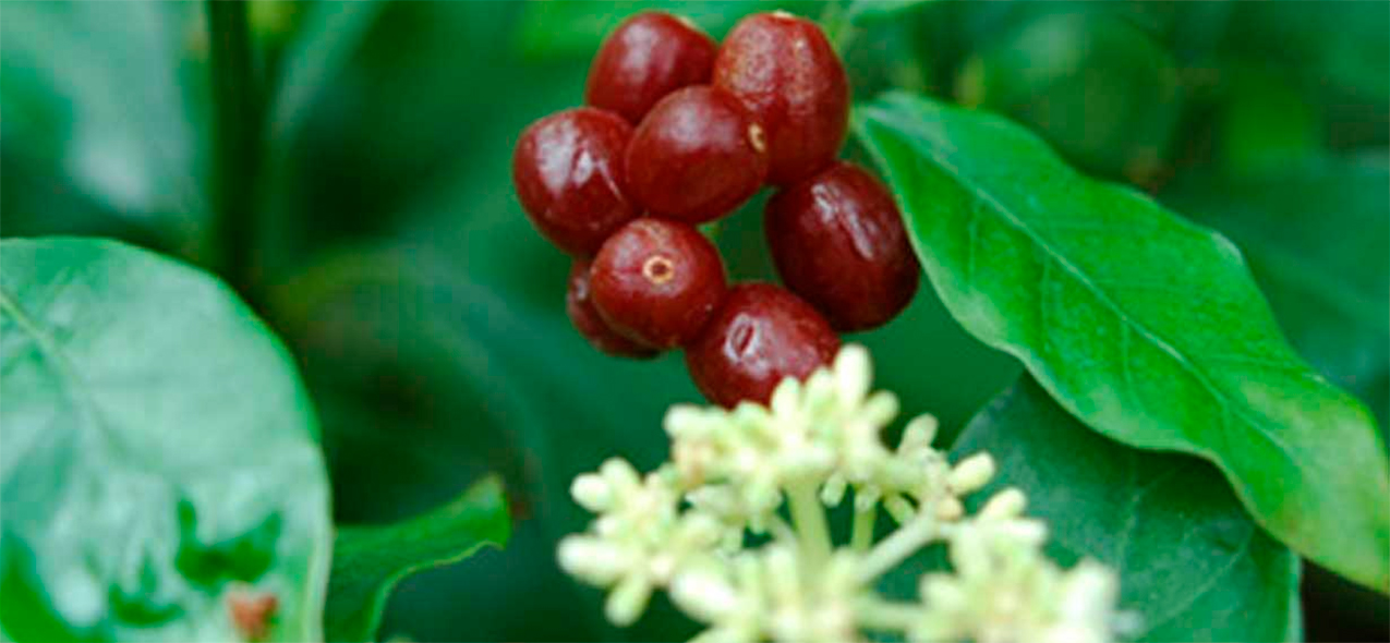 ipecacuana