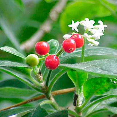 ipecacuanha